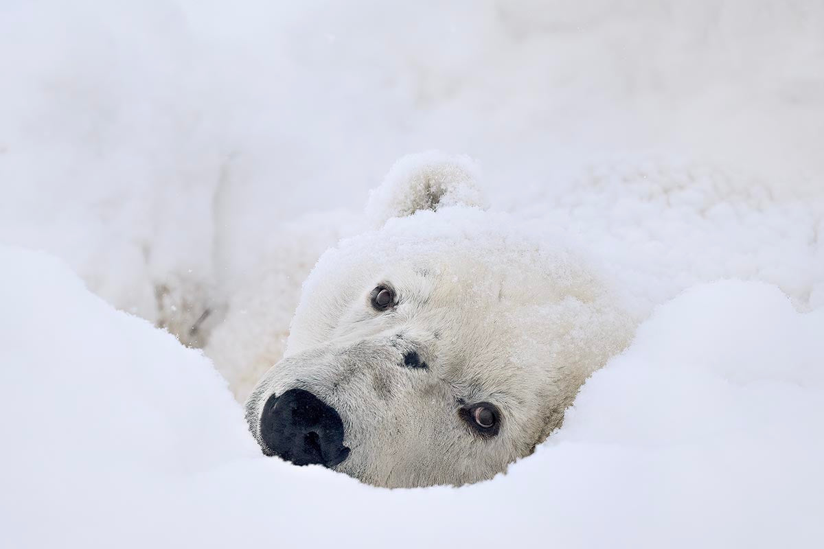 Michelle Valberg's Lazy Bear print close-up