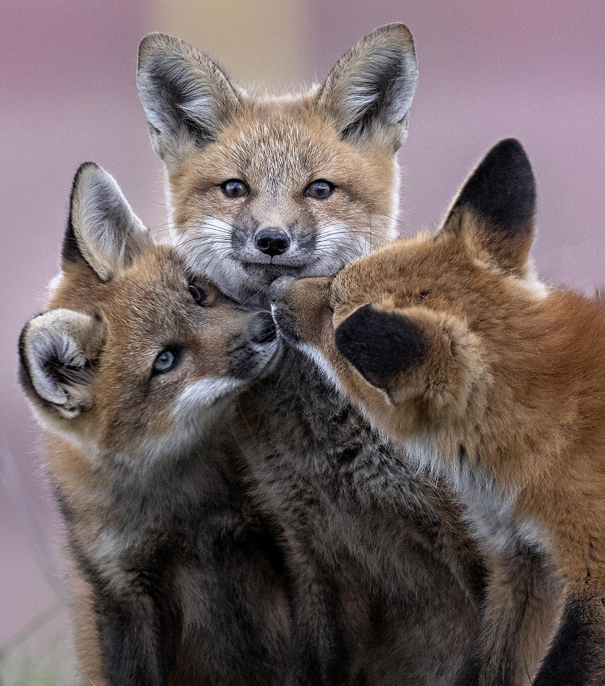 Michelle Valberg's A Family Affair print close-up