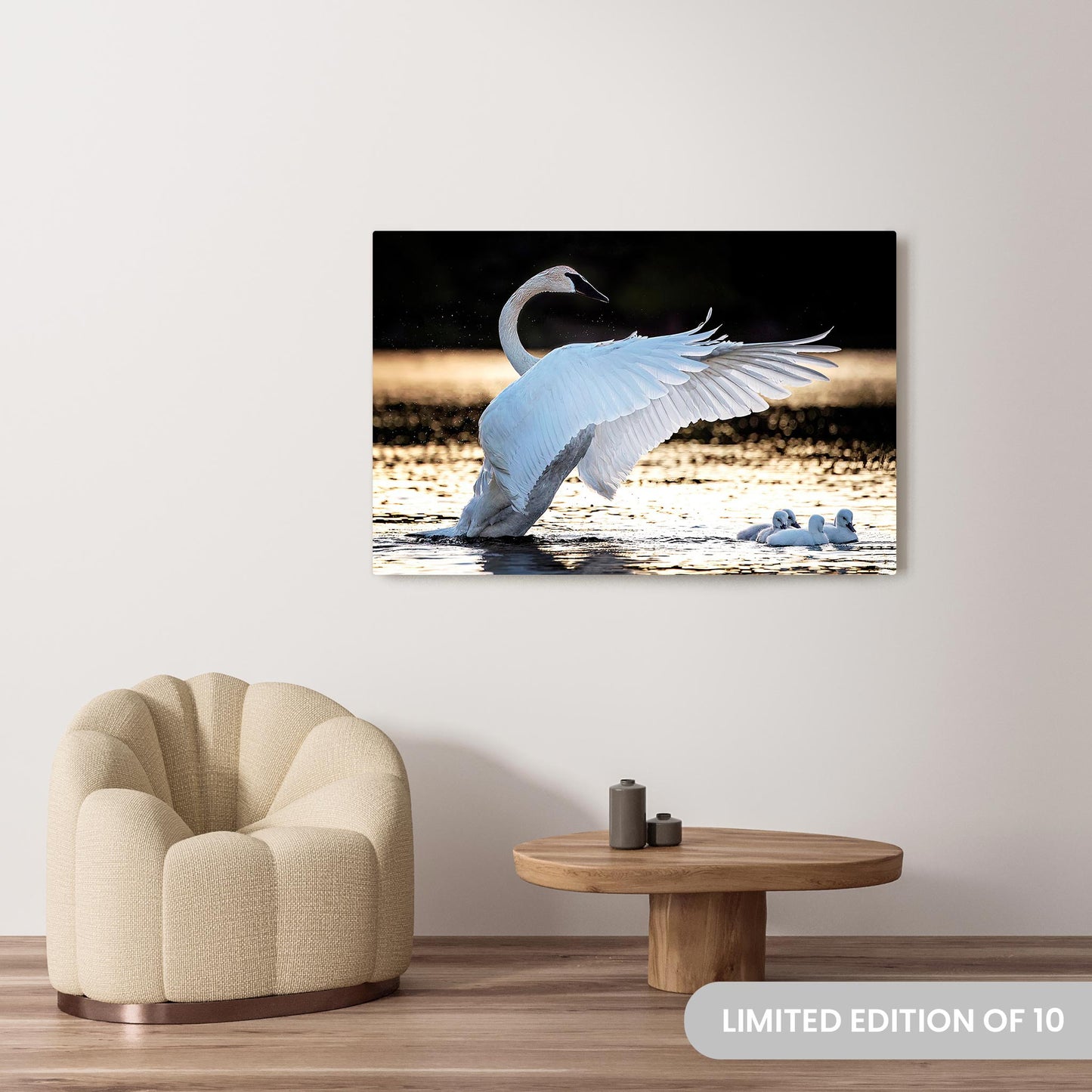 Michelle Valberg's Swan Lake photography reproduced on a 36x54 HD metal print