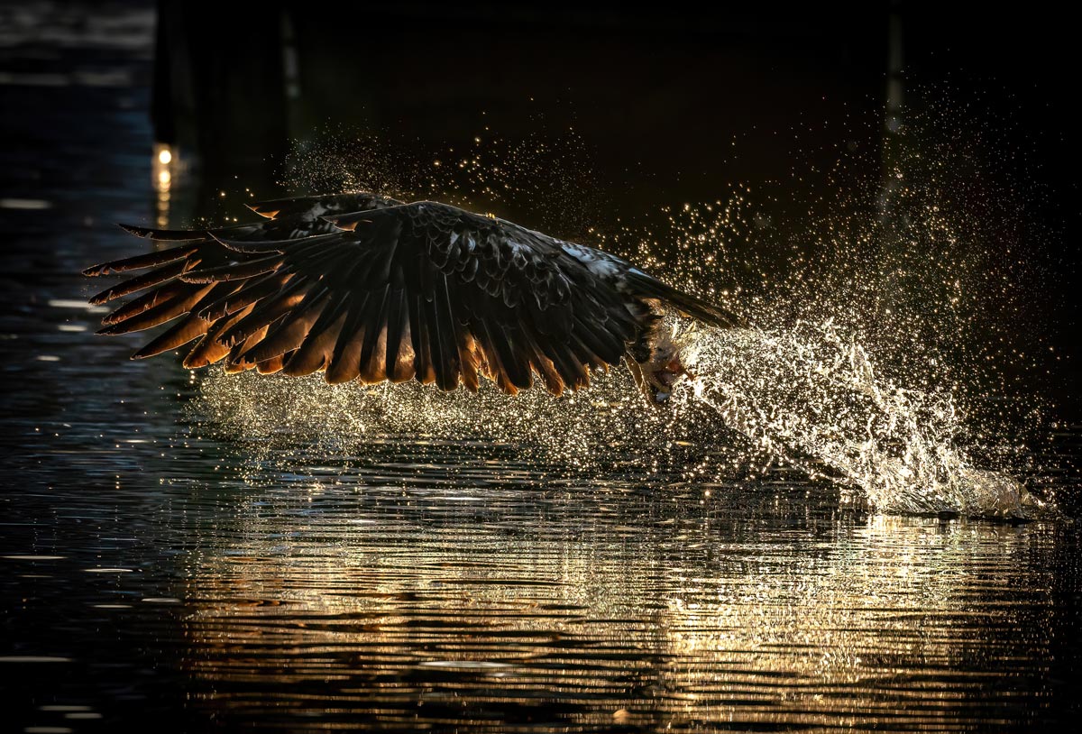 Ray Mackey's Eagle's Retrieving Light print close-up