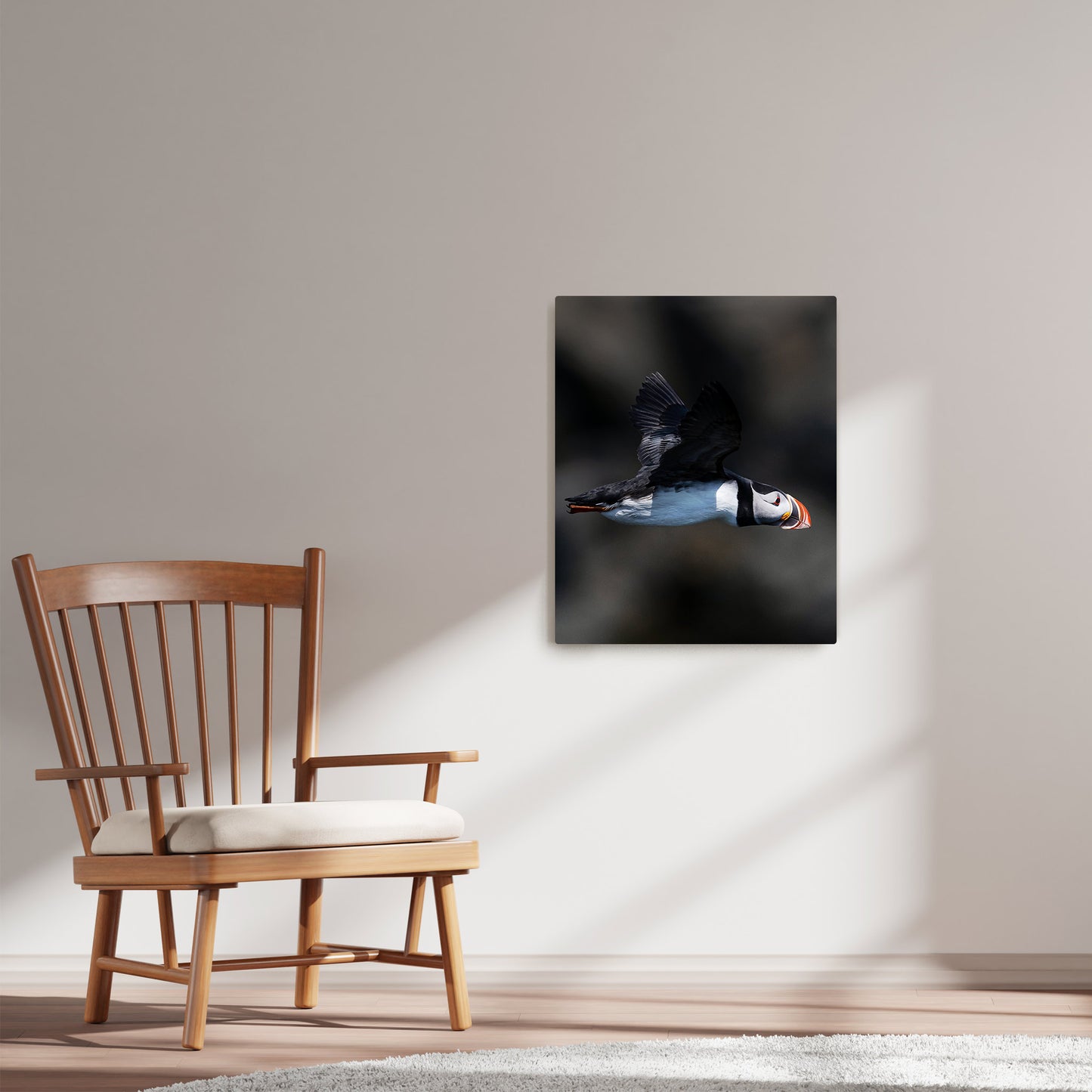 Ray Mackey's Puffin Flight photography reproduced on HD metal print and displayed on wall