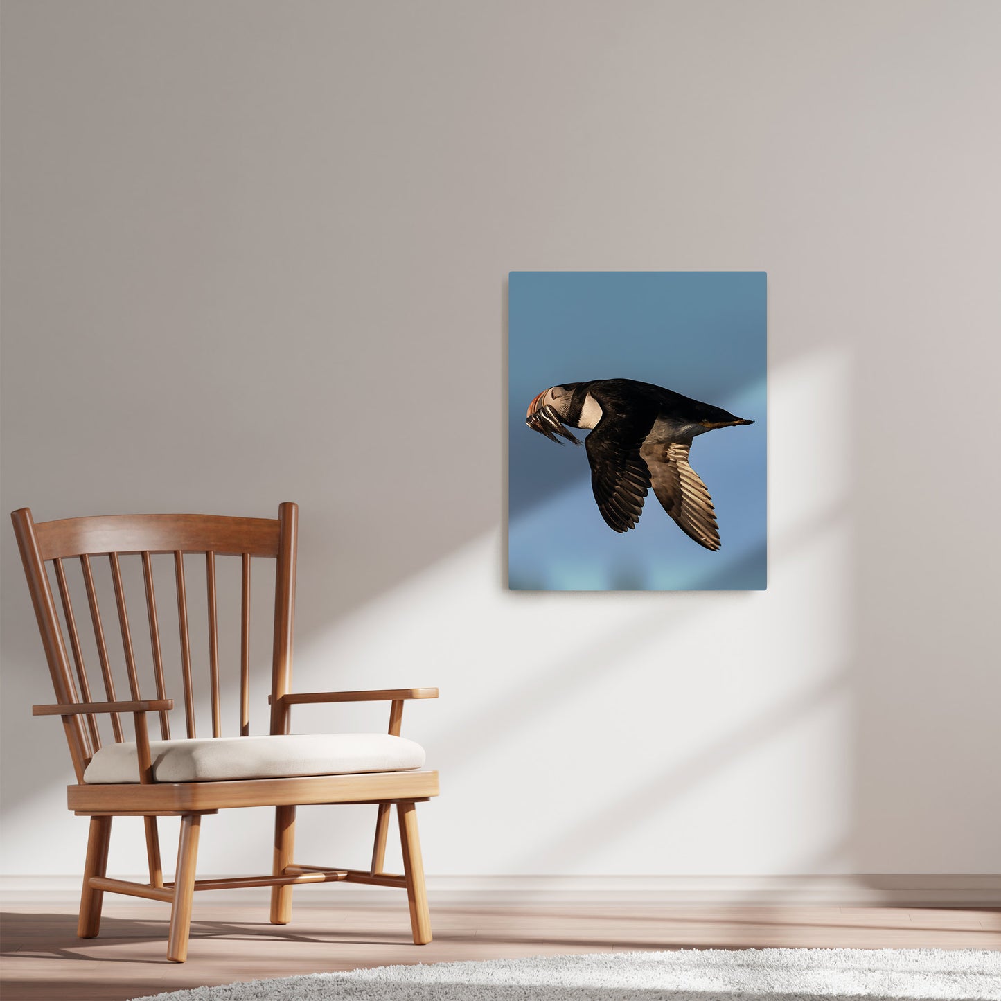 Ray Mackey's Puffin's Sandlance photography reproduced on HD metal print and displayed on wall