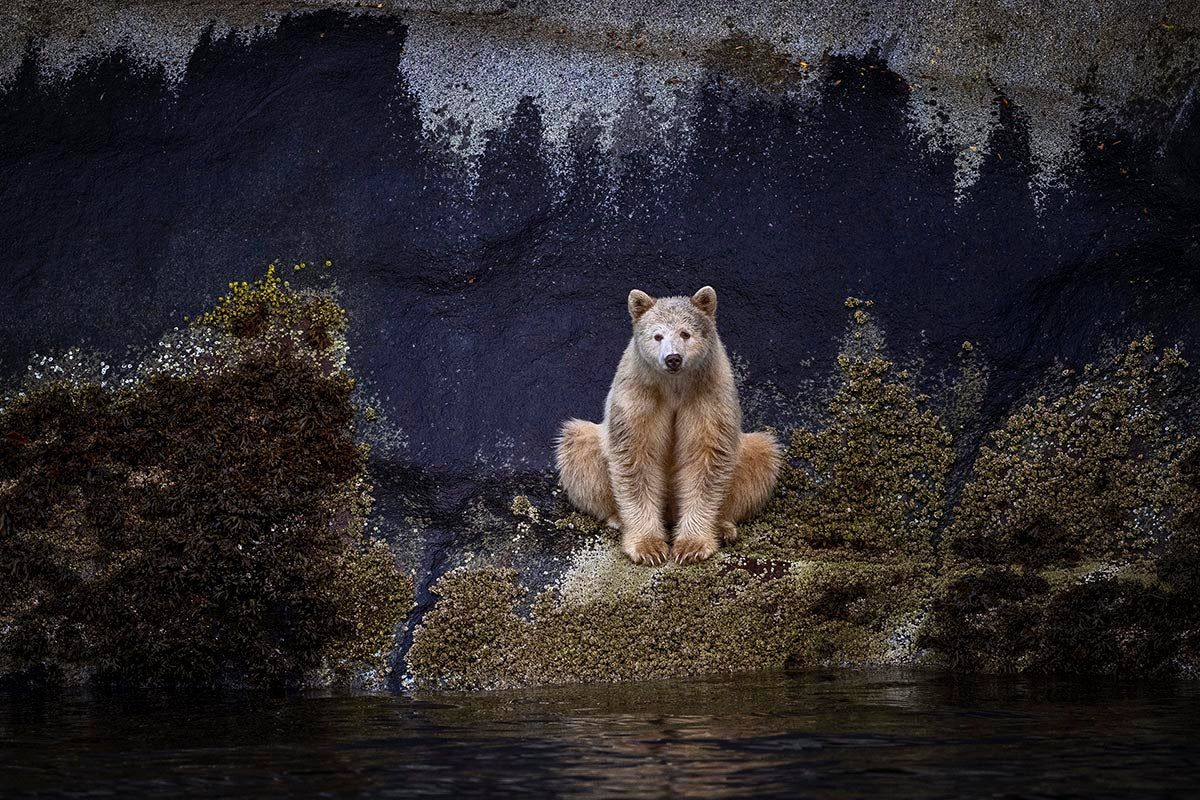 Michelle Valberg's Barney the Spirit Bear print close-up