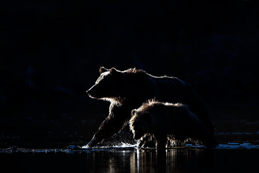 Michelle Valberg's Grizzly Silhouette print close-up