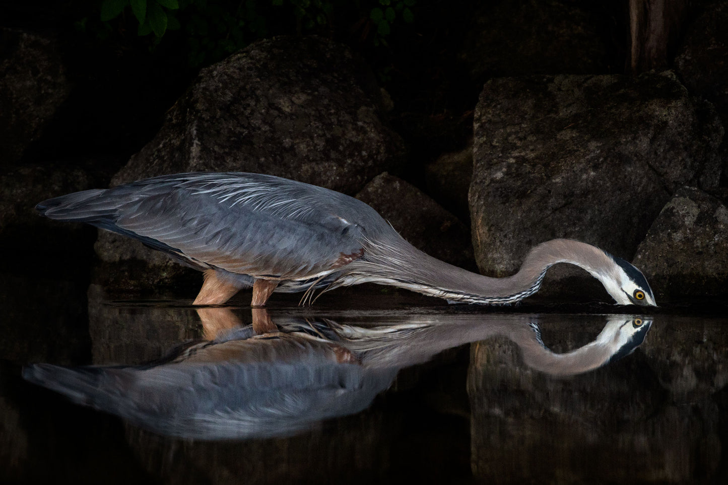 Michelle Valberg's Regal Blue Heron Gracing Sharbot Lake print close-up