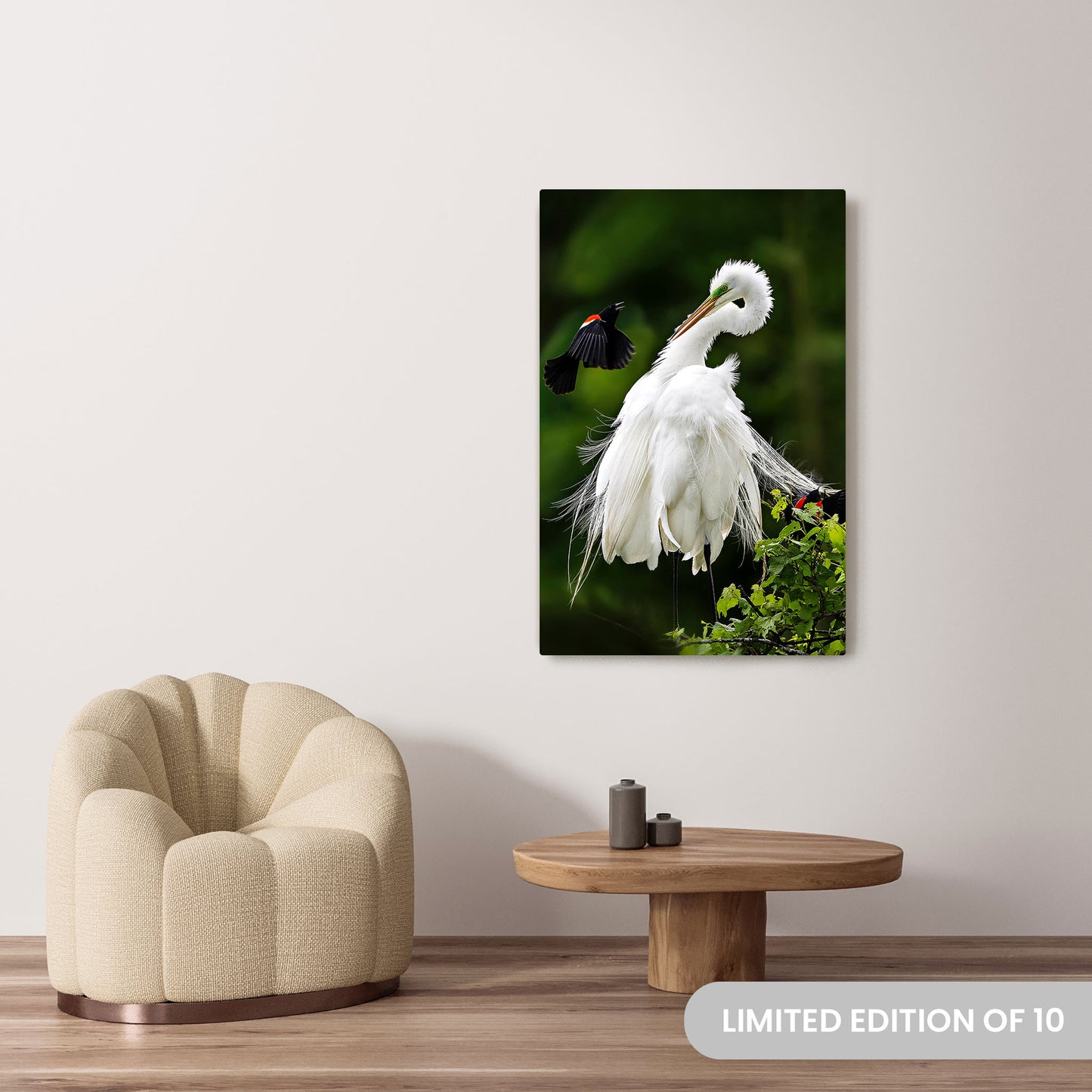 Michelle Valberg's Egret Encounter with Bold Blackbird photography reproduced on a 32x48 HD metal print