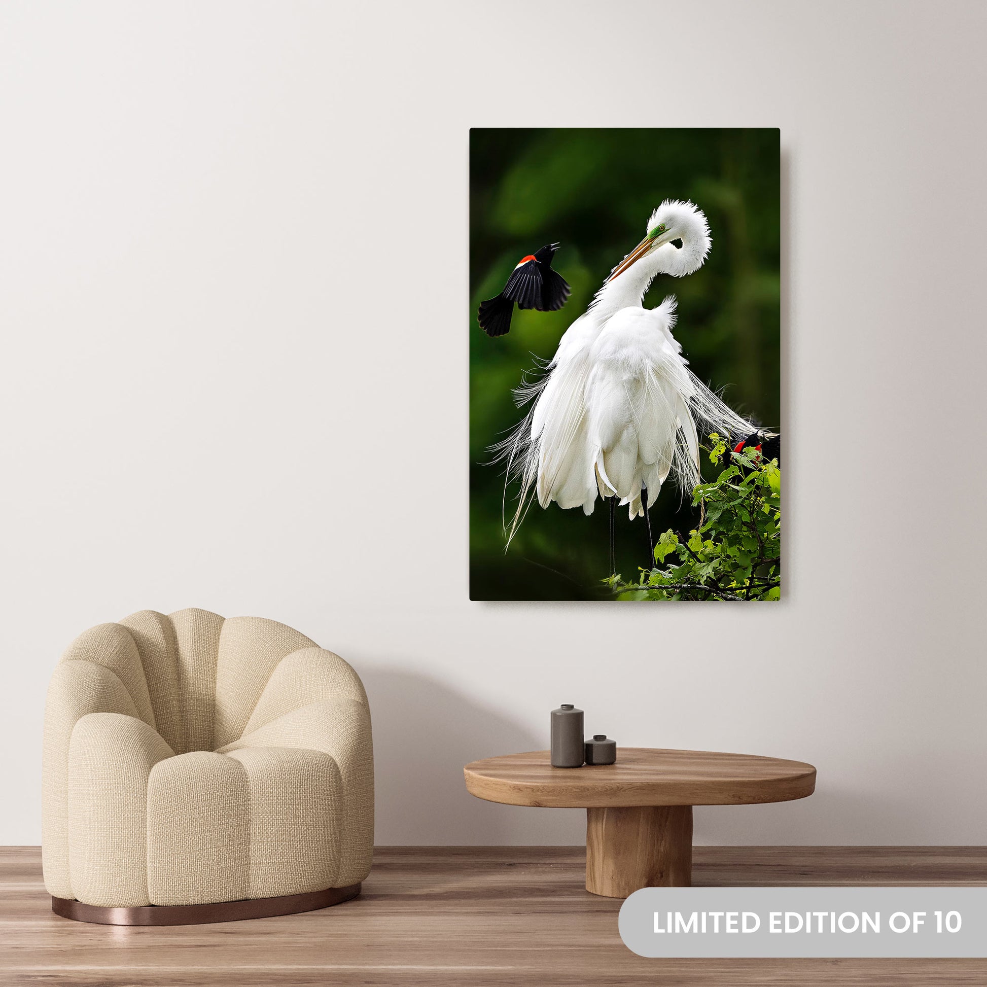 Michelle Valberg's Egret Encounter with Bold Blackbird photography reproduced on a 36x54 HD metal print