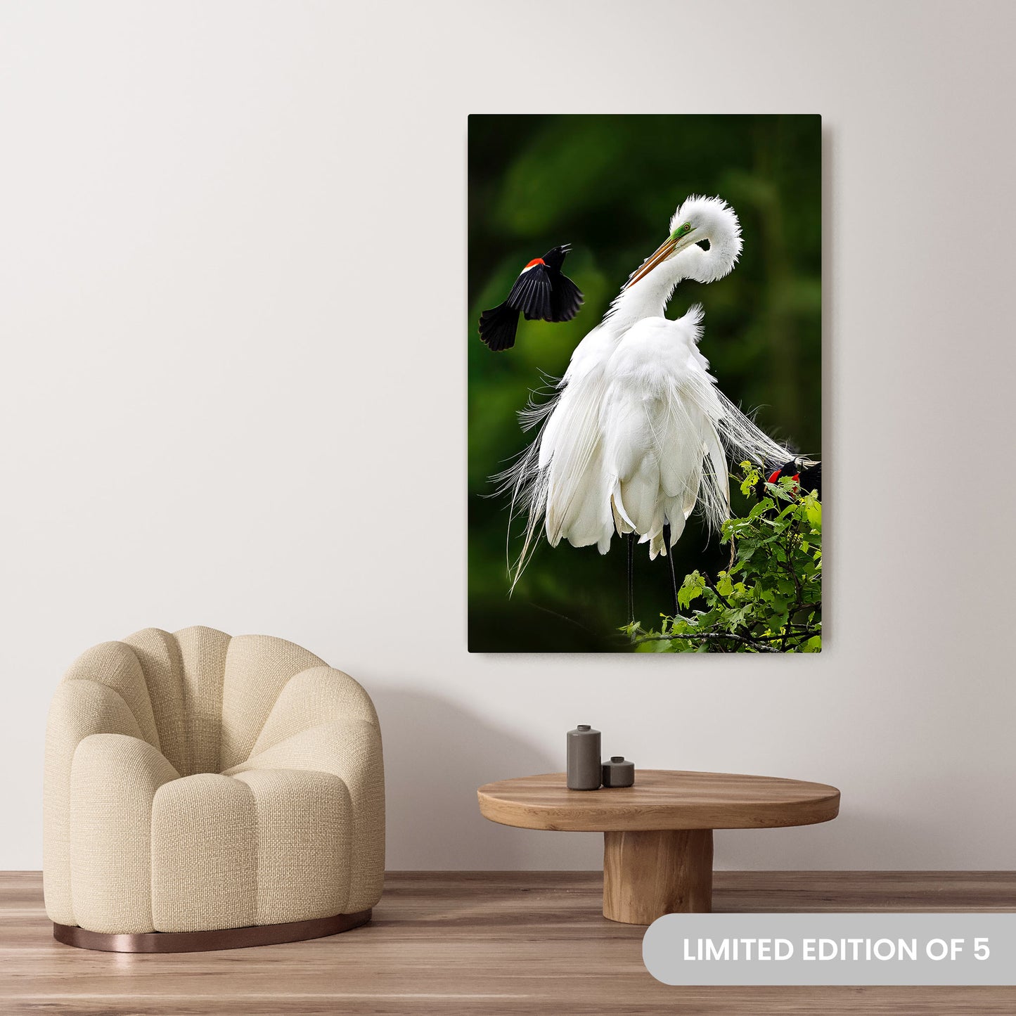 Michelle Valberg's Egret Encounter with Bold Blackbird photography reproduced on a 40x60 HD metal print