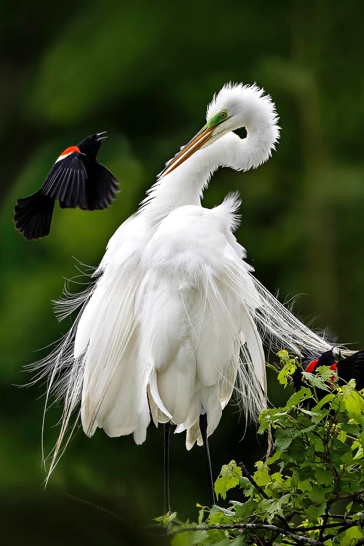 Michelle Valberg's Egret Encounter with Bold Blackbird print close-up