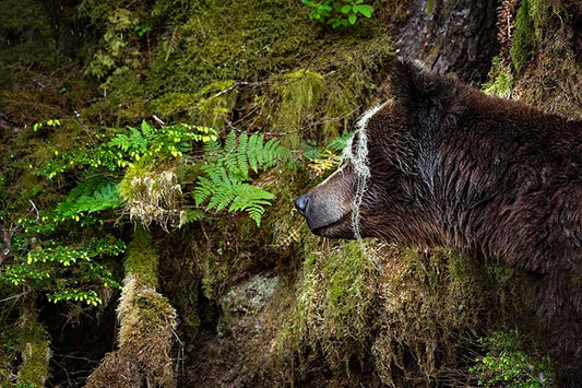 Michelle Valberg's Mighty Grizzly 2 print close-up