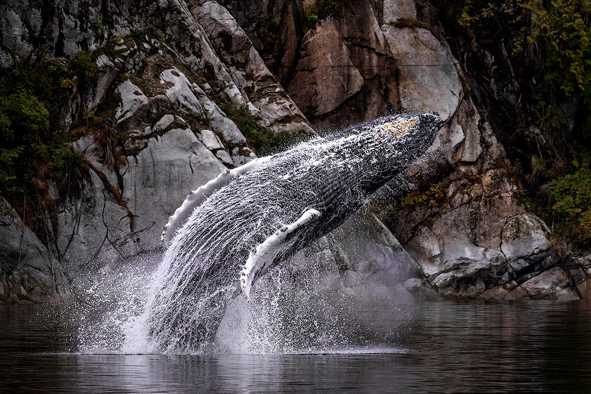 Michelle Valberg's Humpback Whale in Wide Waters print close-up