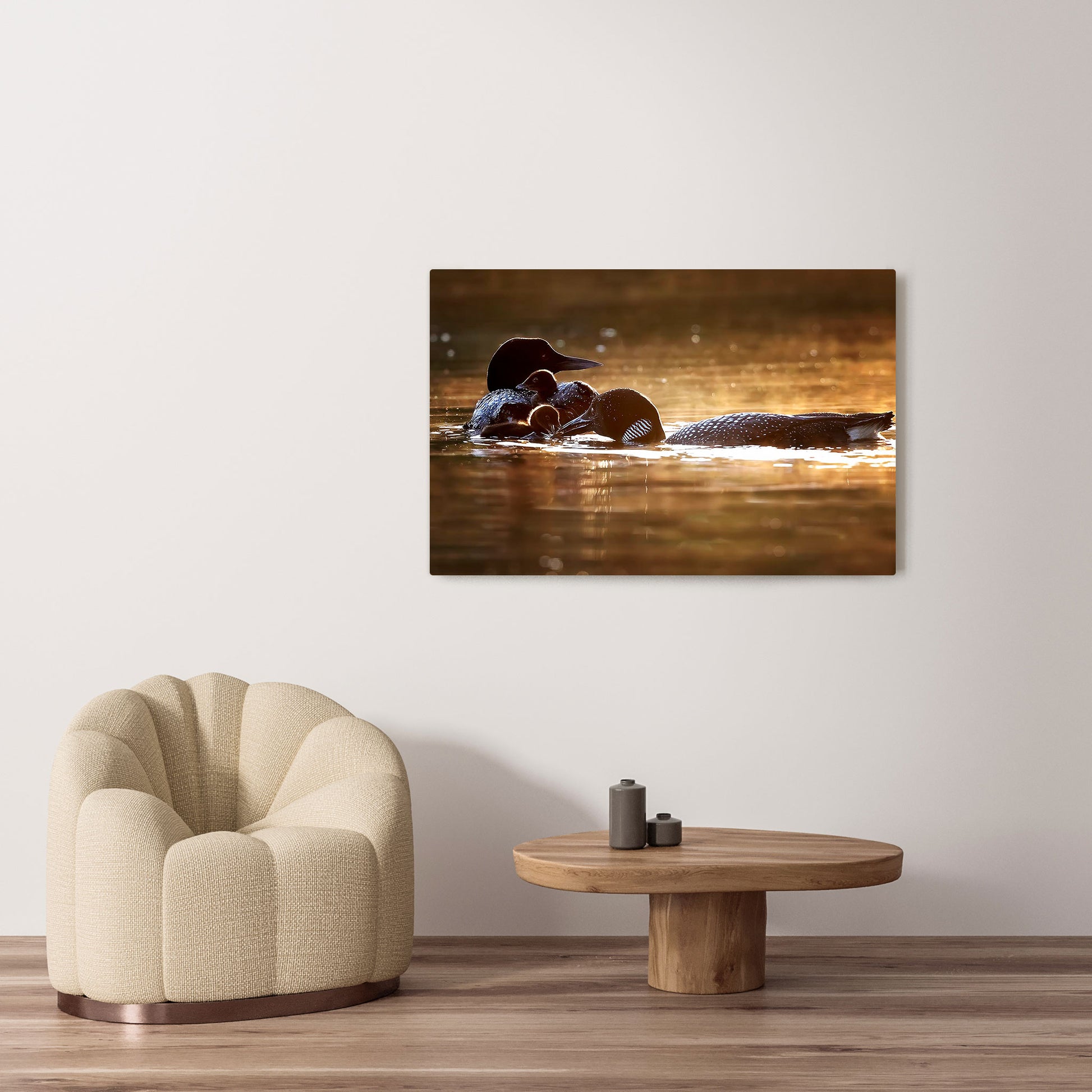 Michelle Valberg's Loon Brood photography reproduced on HD metal print and displayed on wall