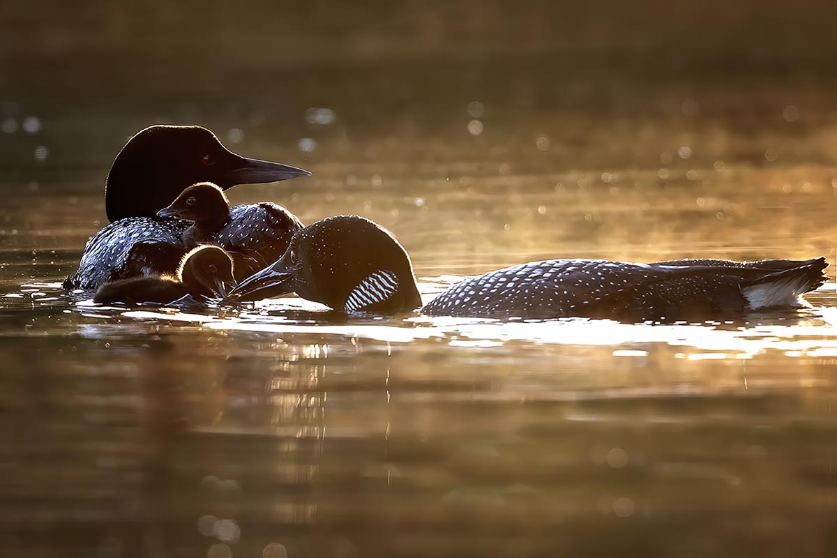 Michelle Valberg's Loon Brood print close-up