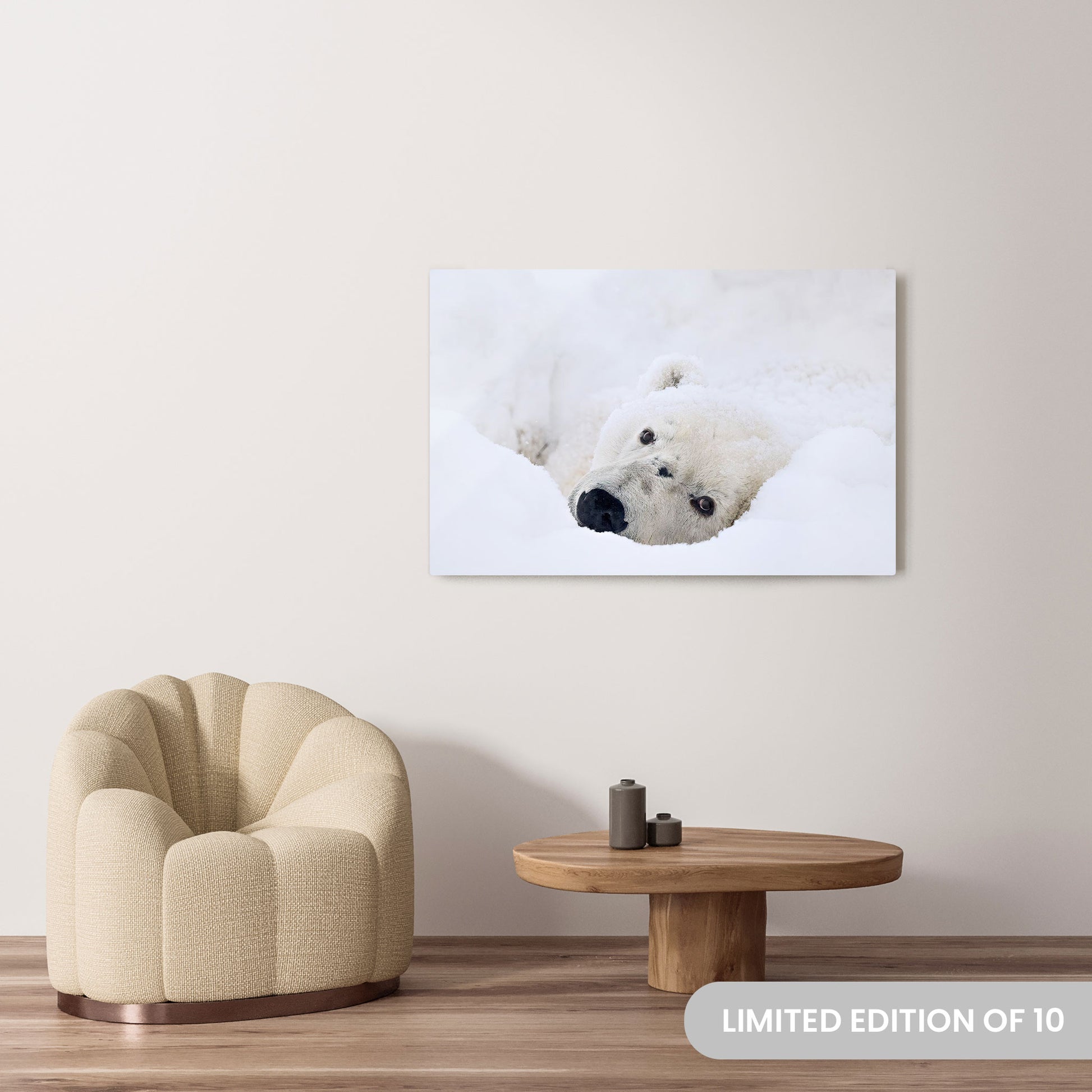 Michelle Valberg's Lazy Bear photography reproduced on a 32x48 HD metal print