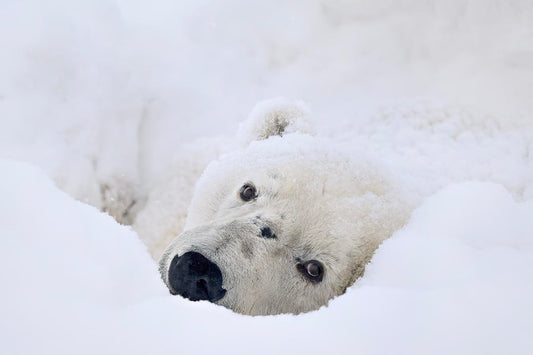  Michelle Valberg's Lazy Bear print close-up