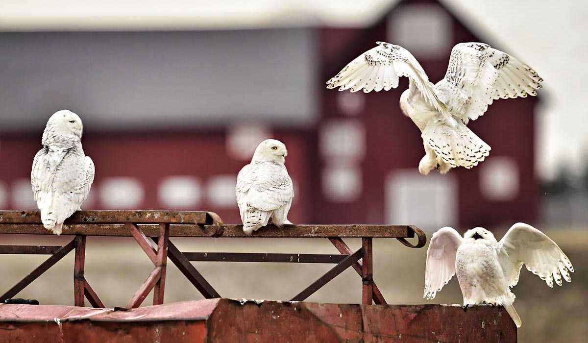 A Flurry of Feathers