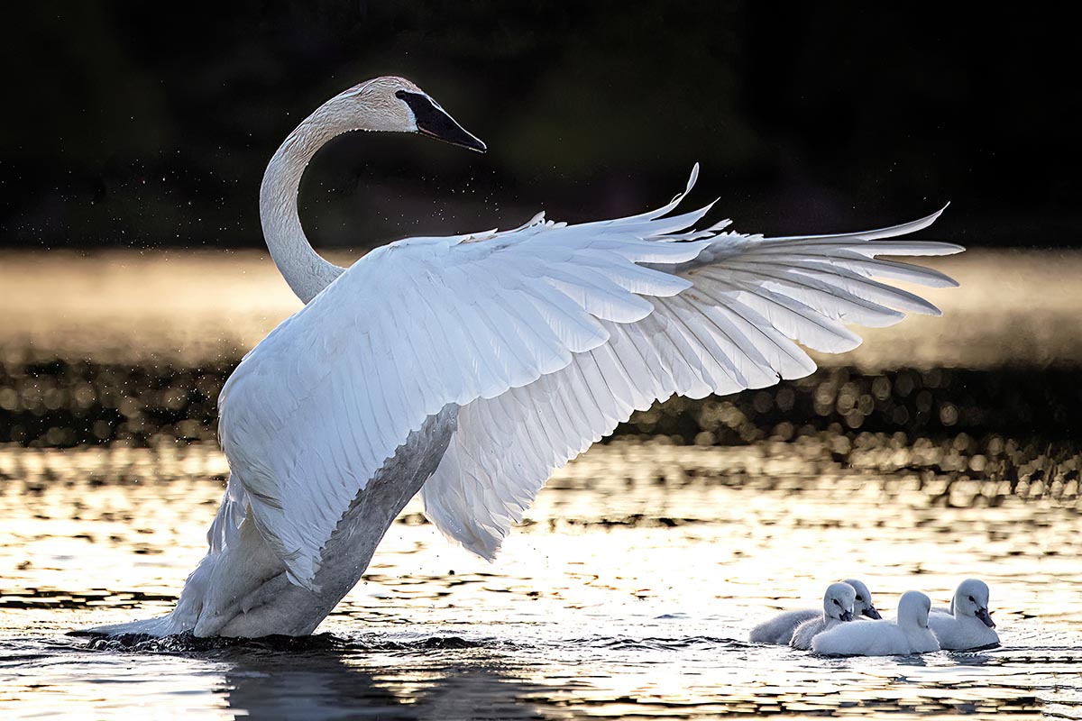 Michelle Valberg's Swan Lake print close-up