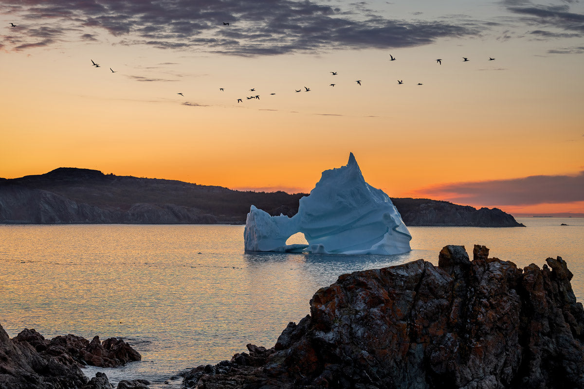Ray Mackey's' Twillingate Iceberg Ganetts print close-up
