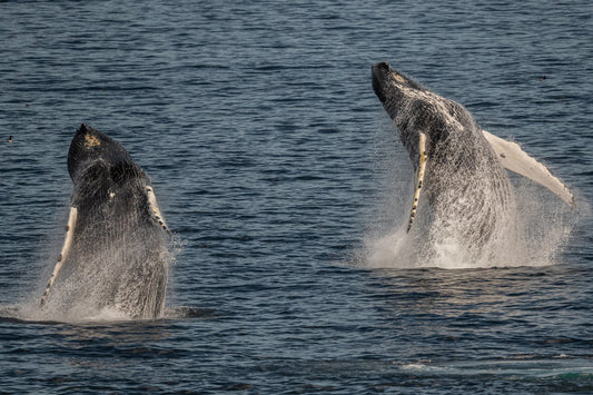 Ray Mackey's Double Whales print close-up