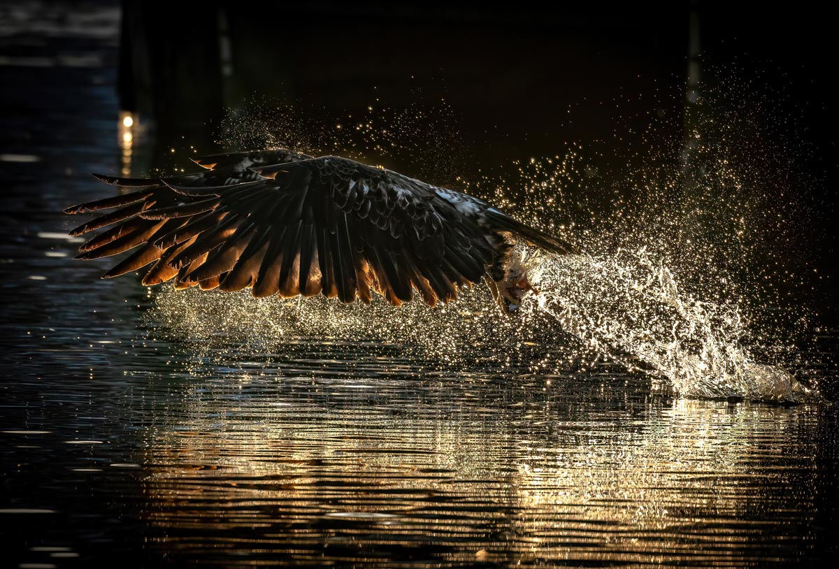 Ray Mackey's Eagle's Retrieving Light  print close-up