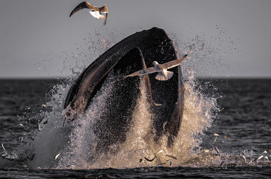 Ray Mackey's Holyrood Humpback print close-up