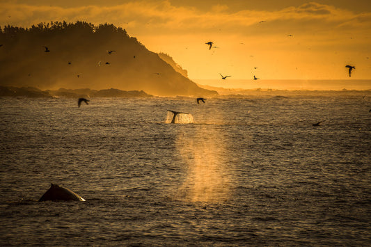 Ray Mackey's Mobile Whales print close-up