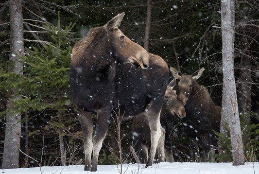 Ray Mackey's Moose Twins print close-up