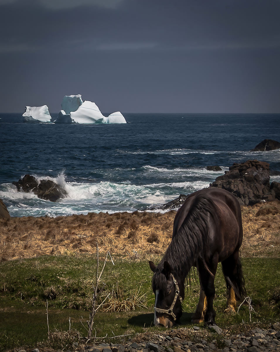 Ray Mackey's Cape Bonavista Vista print close-up