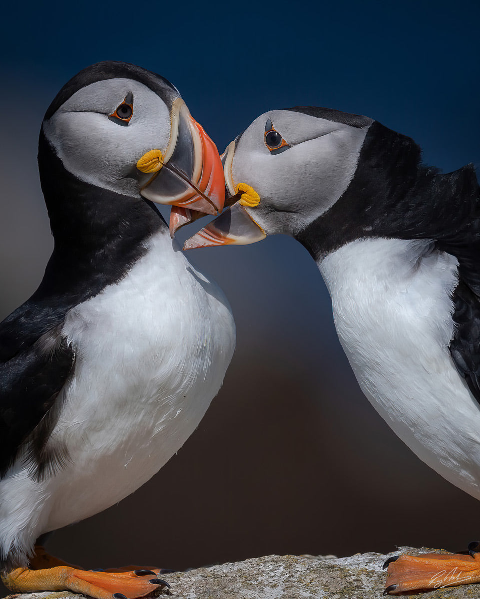 Ray Mackey's Puffin Couple print close-up