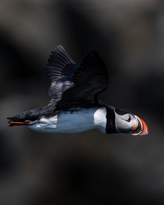 Ray Mackey's Puffin Flight print close-up