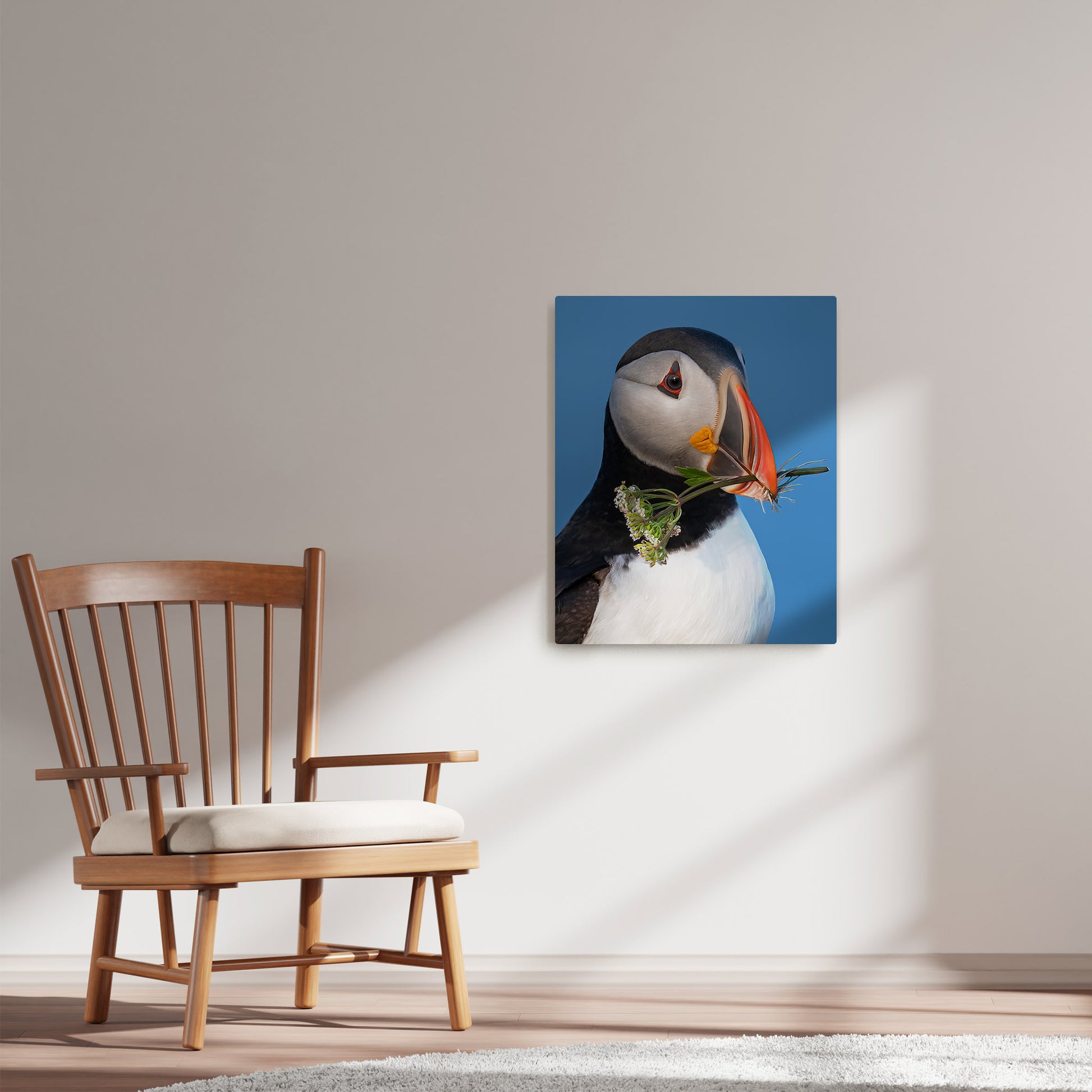 Ray Mackey's Puffin Portrait photography reproduced on HD metal print and displayed on wall