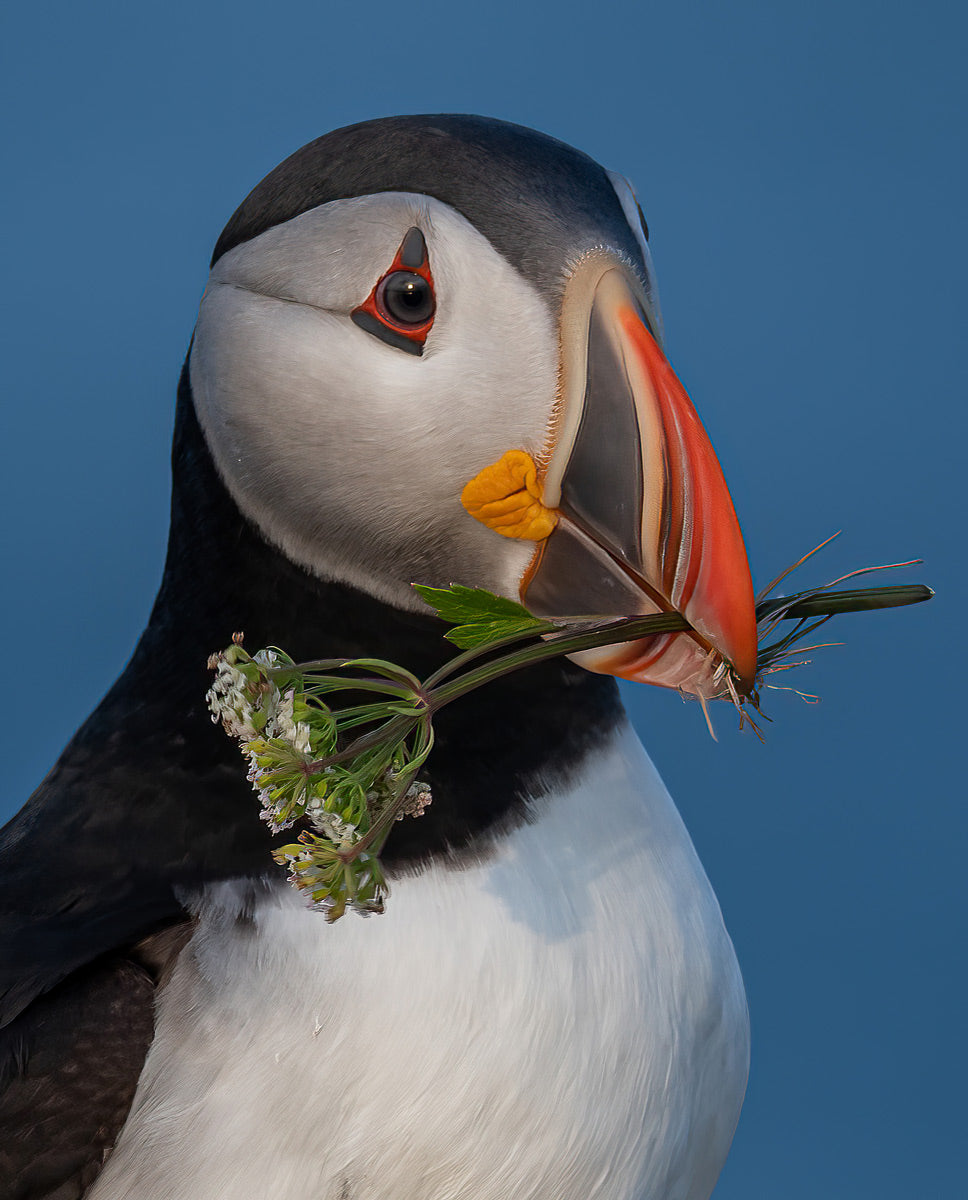 Ray Mackey's Puffin Portrait print close-up