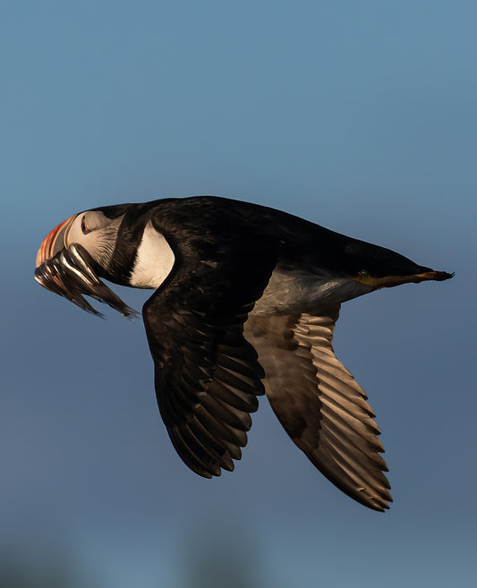 Ray Mackey's Puffin's Sandlance print close-up