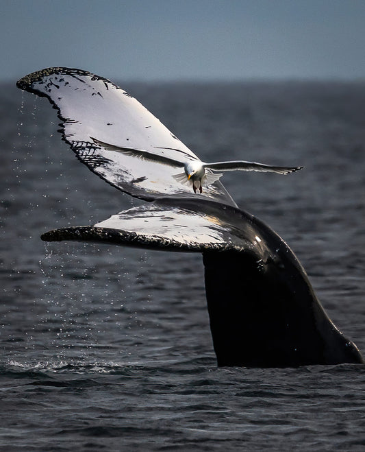 Ray Mackey's Whales Tail Landing print close-up