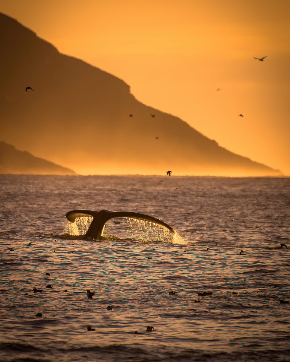 Ray Mackey's Witless Bay Whale Morning print close-up